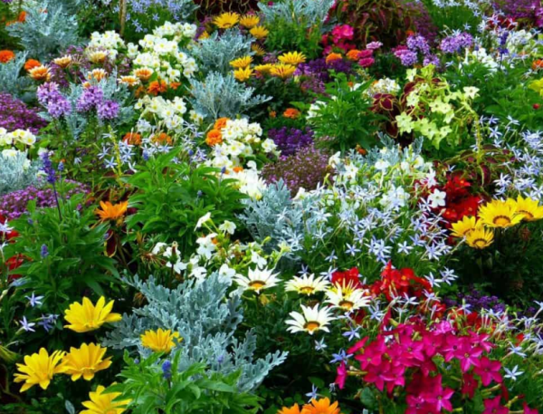 Taman bunga dengan kombinasi warna-warni yang menarik